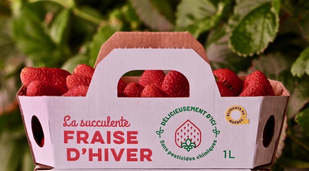 small cardboard basket of strawberries.
