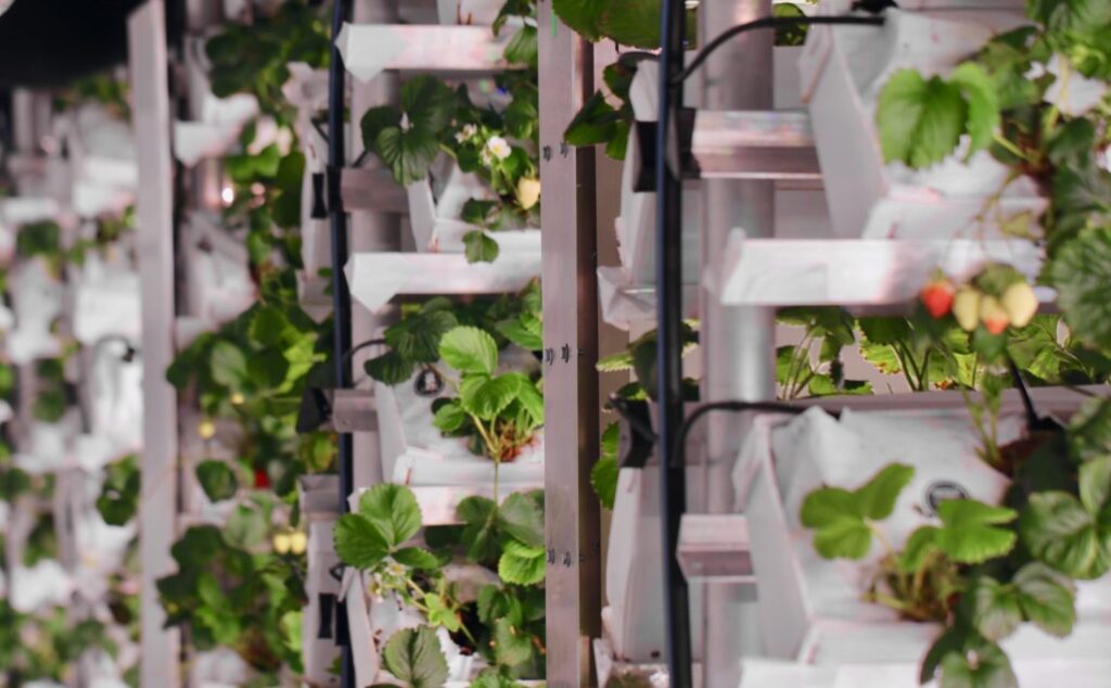 vertical farm with strawberries